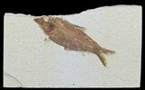 Knightia Fossil Fish - Wyoming #60466-1